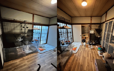 【お礼の品なし】保護猫活動支援～野良猫から地域で見守るさくら猫に～ 寄付額10,000円