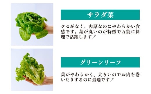【定期便9ヵ月】 ＜洗わず食べられる・室内水耕栽培＞3種のレタス 1回1kg(500g×2袋)×9ヵ月