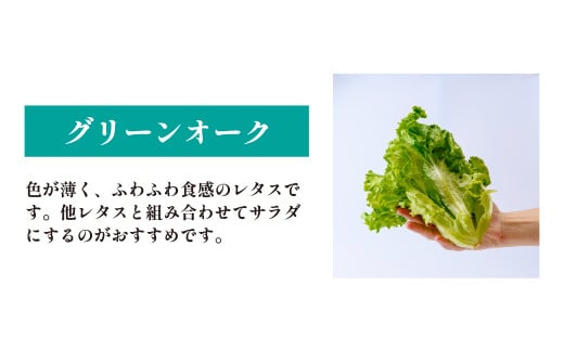＜洗わず食べられる・室内水耕栽培＞ レタス3種詰めわせ 500g×2パック 合計1kg