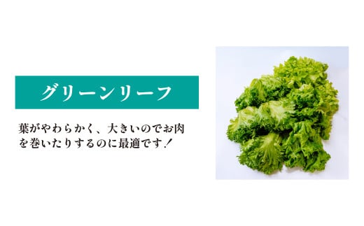 ＜洗わず食べられる・室内水耕栽培＞ レタス3種詰めわせ 500g×2パック 合計1kg