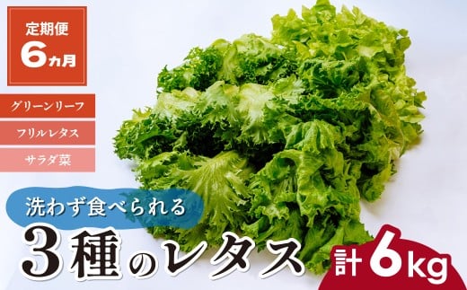 【定期便6ヵ月】 ＜洗わず食べられる・室内水耕栽培＞ 3種のレタス 1回1kg(500g×2袋)×6ヵ月