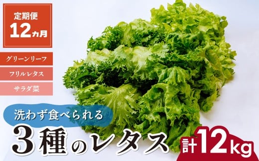 【定期便12ヵ月】 ＜洗わず食べられる・室内水耕栽培＞ 3種のレタス 1回1kg(500g×2袋)×12ヵ月
