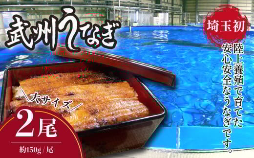 武州うなぎ 国産うなぎ蒲焼 2尾 大サイズ 冷凍真空パック（約300g）【埼玉県 東松山市 母の日 鰻 父の日ウナギ 誕生日プレゼント 鰻の蒲焼き 特選品 美味しいお取り寄せ 贈り物 グルメ 旬 おすすめ 国産 大きいサイズ 選べる 家庭用 ギフト 冷凍真空パック レンジ 御歳暮 お歳暮 贈り物 土用の丑 お祝い 】