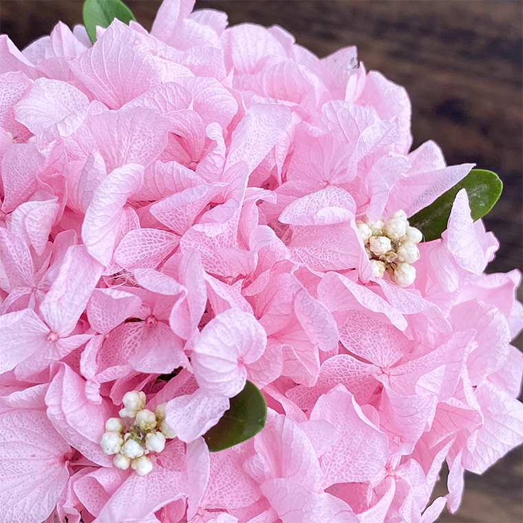 AJ219-1 プリザーブドフラワーさくらの木　春日部市シュガーパイン