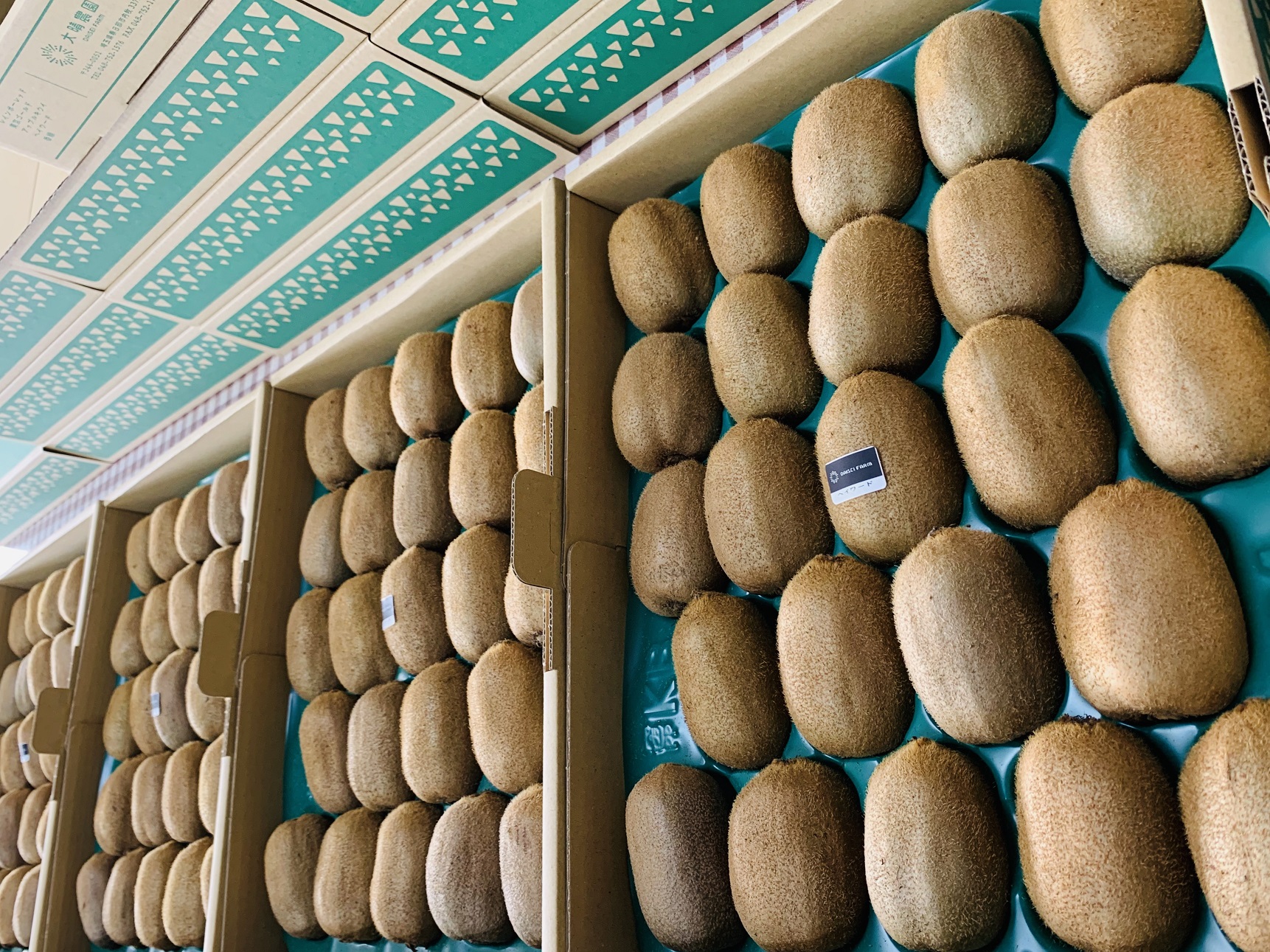 【先行予約】【ヘイワード約3.6kg】贈答用大箱大晴農園のキウイフルーツ（BY004-2）