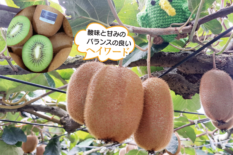 【ヘイワード12玉】贈答用中箱 大晴農園のキウイフルーツ｜春日部産 国産 フルーツ 果物 贈答用 お取り寄せ ビタミン補給 家庭用 ギフト 1万円以内（BY007）