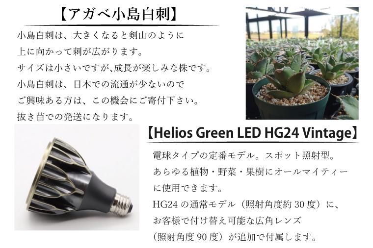 お部屋の癒し　観葉植物「アガベ（小島白刺）」と植物育成ライト「ヘリオスグリーンLED（ヴィンテージ）」の2点セット（BN012-1）