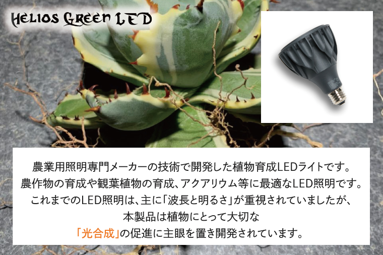 BN030　お部屋の癒し　観葉植物「アガベ（王妃甲蟹錦）」と植物育成ライト「ヘリオスグリーンLED（ブラック）」の2点セット