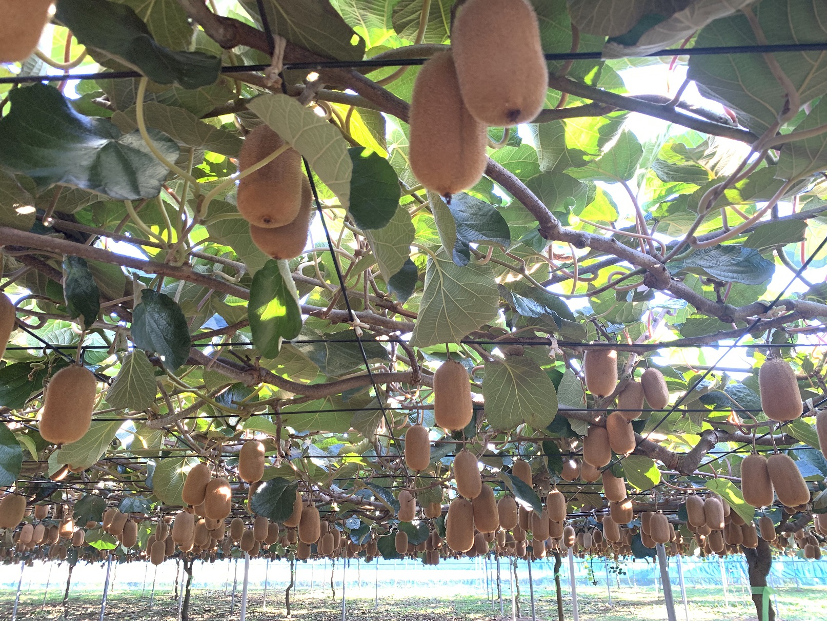 香緑21～27玉入り【春日部市】大晴農園のキウイフルーツ（BY002-1）