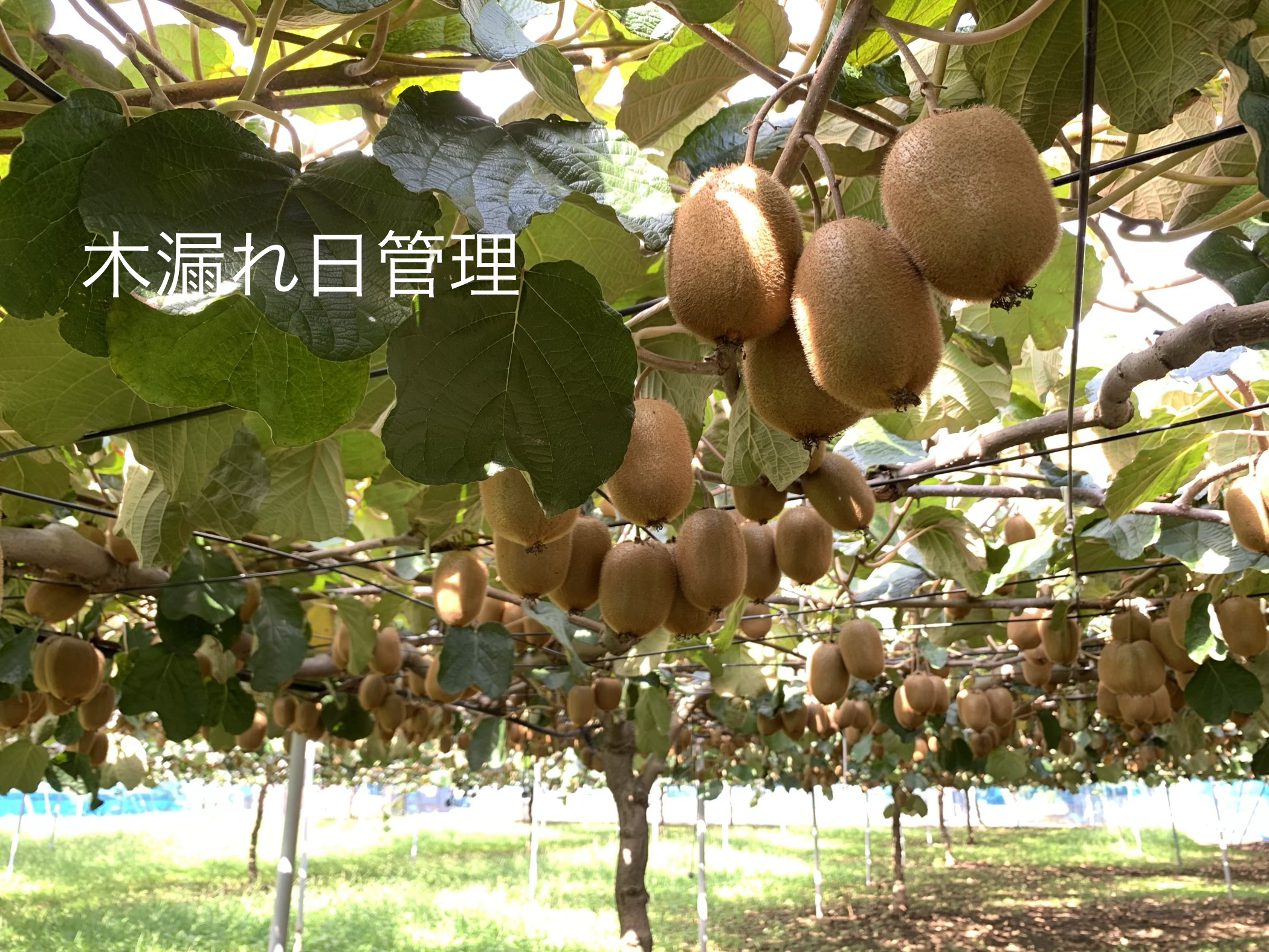 【先行予約】【ヘイワード約3.6kg】贈答用大箱大晴農園のキウイフルーツ（BY004-2）