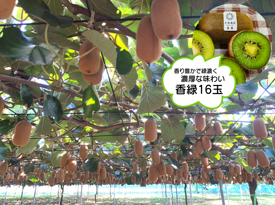 【先行予約】【11月発送】東京ゴールドと香緑2種詰め合わせ24～27玉入り　大晴農園のキウイフルーツ【埼玉県 春日部市 国産 フルーツ 果物 産地直送 贈答用 お取り寄せ 家庭用 ギフト 朝食 デザート】（BY005）