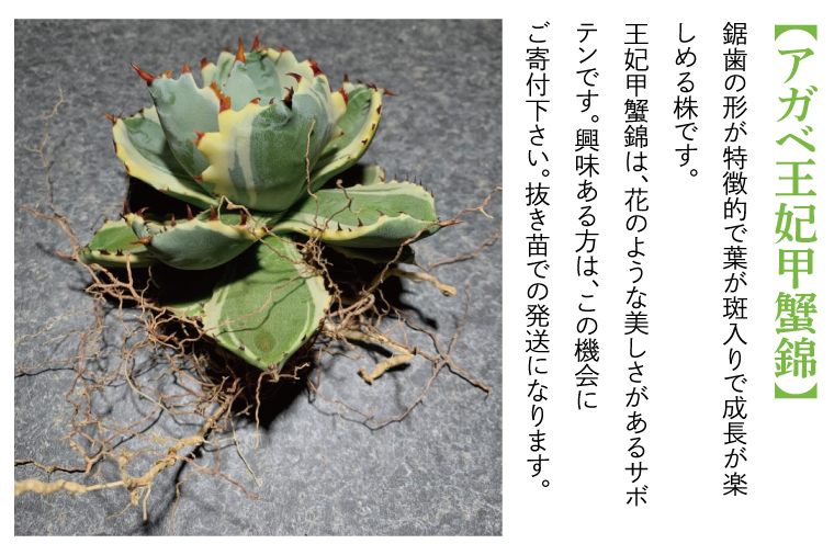 BN030　お部屋の癒し　観葉植物「アガベ（王妃甲蟹錦）」と植物育成ライト「ヘリオスグリーンLED（ブラック）」の2点セット