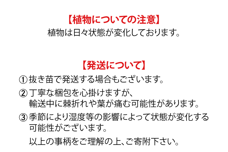 BN031　お部屋の癒し　観葉植物「アガベ（王妃甲蟹錦）」と植物育成ライト「ヘリオスグリーンLED（ホワイト）」の2点セット