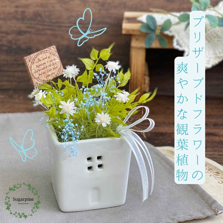 プリザーブドフラワー　ファム　ホワイト　春日部市　シュガーパイン（AJ254）