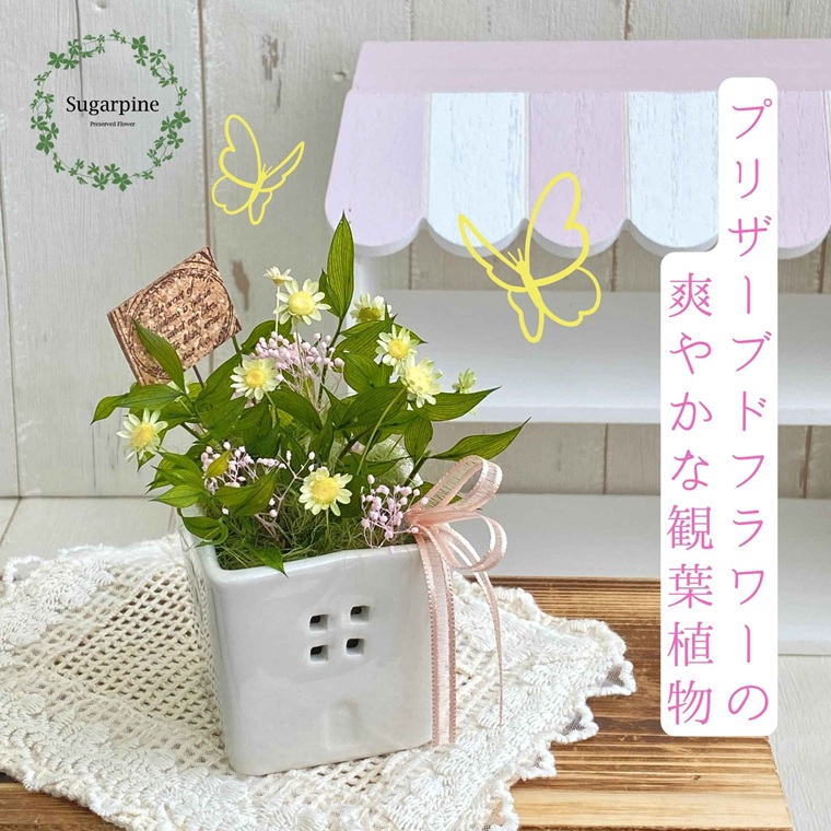 プリザーブドフラワー　ファム　ピンク　春日部市　シュガーパイン（AJ255）