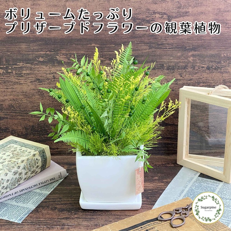 プリザーブドフラワー　ラシーヌ　春日部市　シュガーパイン（AJ262）