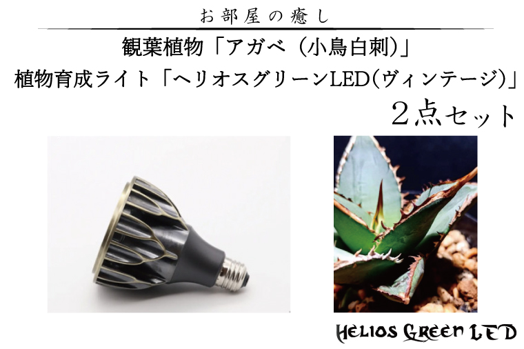 お部屋の癒し　観葉植物「アガベ（小島白刺）」と植物育成ライト「ヘリオスグリーンLED（ヴィンテージ）」の2点セット（BN012-1）