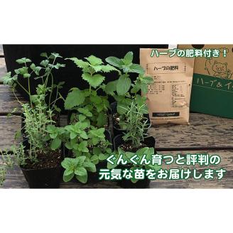ハーブ栽培セット ～届いたその日から始められる～「ティーハーブ」