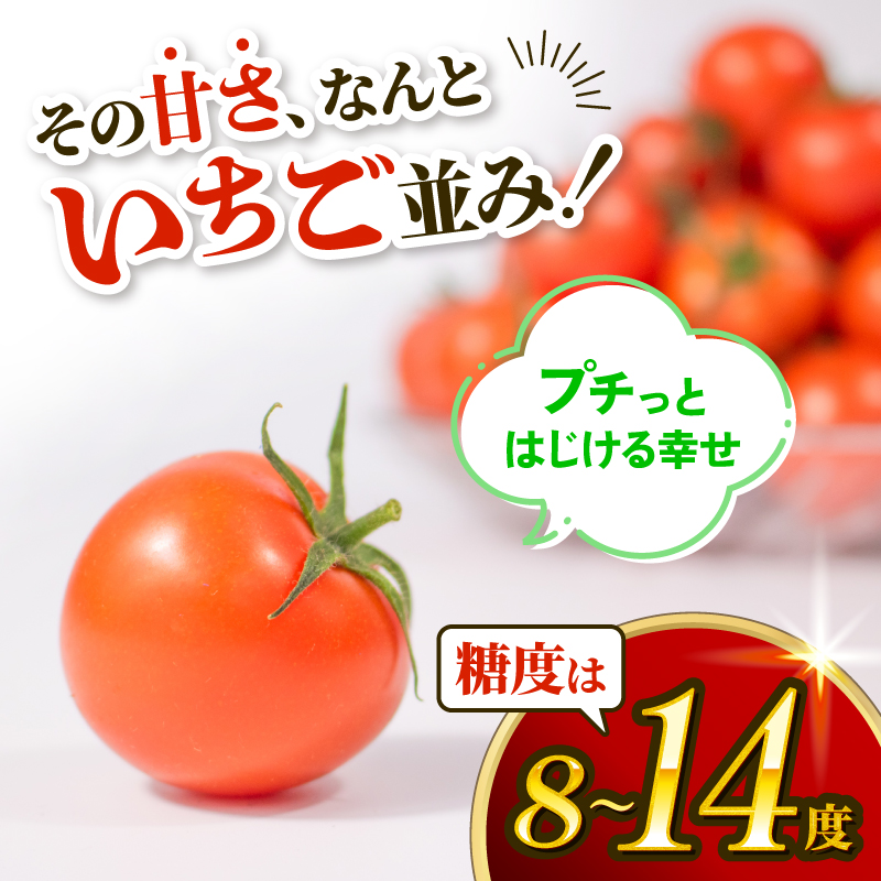 【 訳あり 】 トマト 1kg 風の子ファーム 埼玉県 羽生市