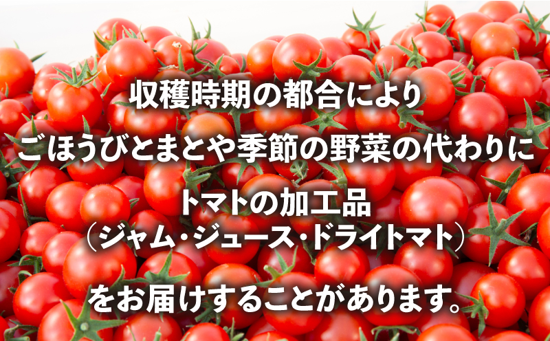 季節の野菜 定期便 500g 3ヶ月 【定期便】季節の野菜 500g 3ヶ月