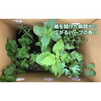 ハーブ栽培セット ～届いたその日から始められる～「キッチンハーブ」