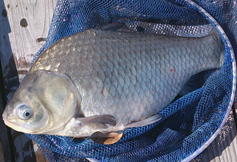 釣り 体験 つり処椎の木湖 1日ご招待券 へら鮒 フィッシング スポーツ アウトドア 体験 チケット 観光 旅行 つり処 椎の木湖 埼玉県 羽生市