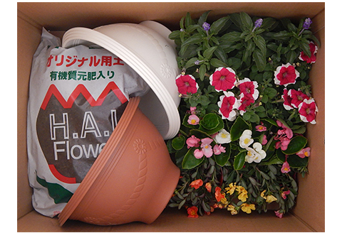 【 花 】 季節 寄せ植え 12ポット ガーデニング 育成セット 日用品 園芸 埼玉県 羽生市