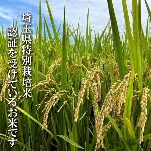 コシヒカリ 10kg 令和6年 2024年 特別栽培米 pino farm ブランド米 お米 おこめ