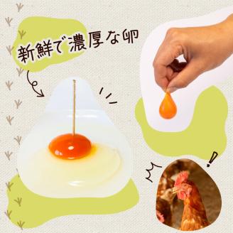 【定期便3回】こだわり たまご 30個 (10個×3パック) 新鮮 平飼い 卵 埼玉県 羽生市 送料無料
