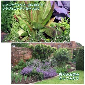 ハーブ栽培セット ～届いたその日から始められる～「定番ハーブ」