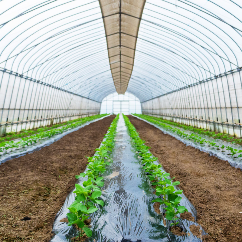 季節の野菜 詰め合わせ 1kg 12ヶ月 【定期便】季節の野菜 1kg 12ヶ月