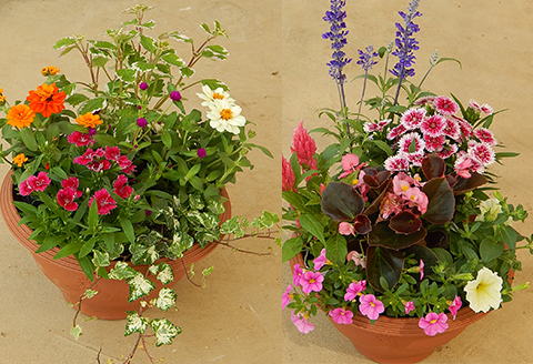 【 花 】 季節 寄せ植え 12ポット ガーデニング 育成セット 日用品 園芸 埼玉県 羽生市