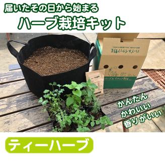 ハーブ栽培セット ～届いたその日から始められる～「ティーハーブ」