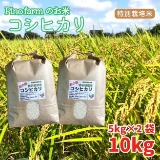 コシヒカリ 10kg 令和6年 2024年 特別栽培米 pino farm ブランド米 お米 おこめ