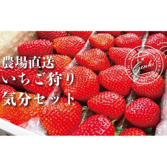 いちご 食べ比べ 800g 苺 イチゴ ストロベリー 産地直送 ご当地 果物 くだもの フルーツ デザート 朝どれ 完熟 食品 冷蔵 げんき農場 埼玉県 羽生市