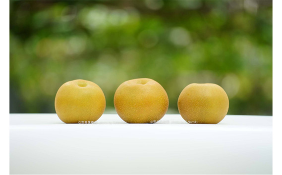 【先行予約】荒井果樹園の豊水　約5kg