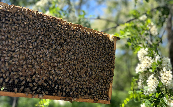 国産完熟生はちみつ 百花蜜（非加熱蜂蜜） 450g