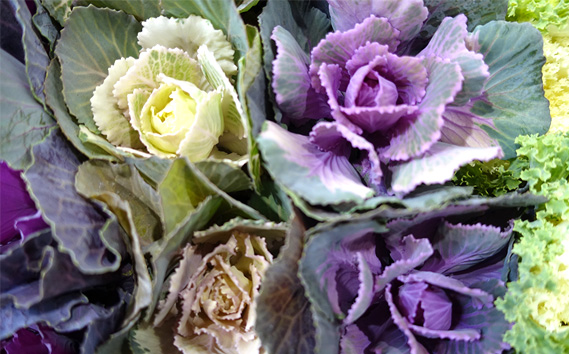 季節の花苗 葉牡丹（ハボタン） 24個セット 色と種類はミックス おまかせ 送料無料