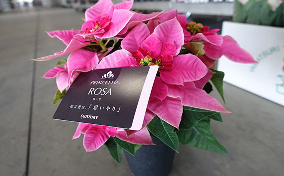 プリンセチア 5号鉢（鉢花・生花）