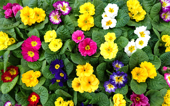 季節の花苗 プリムラ 3寸ポット 28個セット（プリムラ ジュリアン／プリムラ ポリアンサ）