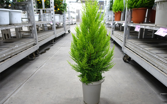 クリスマスツリーにぴったり ゴールドクレスト 6～7号鉢 コニファー 鉢植え