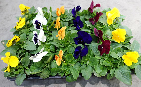 季節の花苗 パンジー 24個セット 色はミックス おまかせ 送料無料