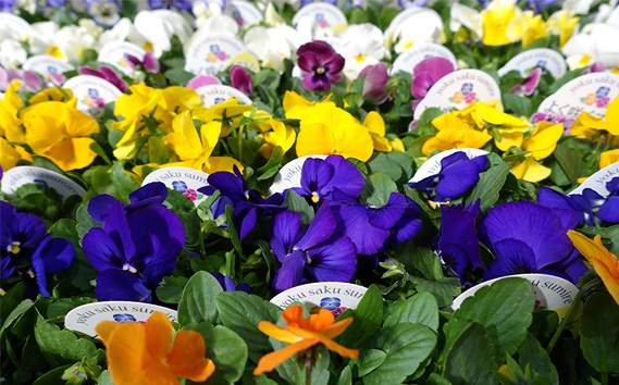 季節の花苗 パンジー～よく咲くスミレ～ 24個セット 色はミックス おまかせ 送料無料