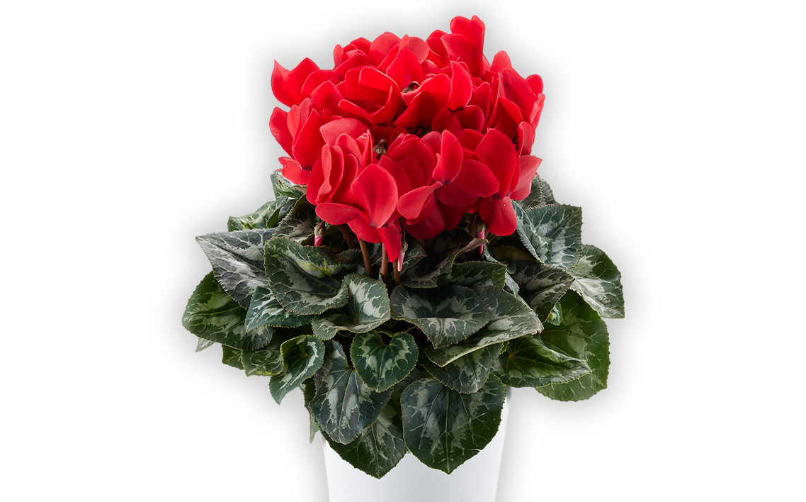 シクラメン 5～6号鉢（鉢花・生花）