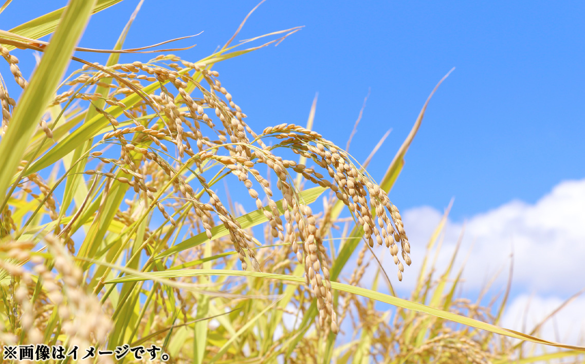 彩のきずな　5kg（精米）【JAさいたま】