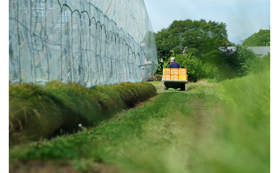 【先行予約】荒井果樹園の豊水　約5kg