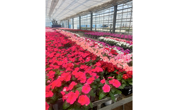 【季節の寄植えリース】ウォームセレクト＊花工房すなが＊