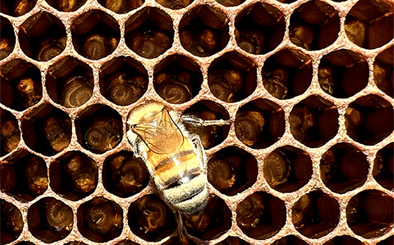 国産完熟生はちみつ 百花蜜（非加熱蜂蜜） 450g