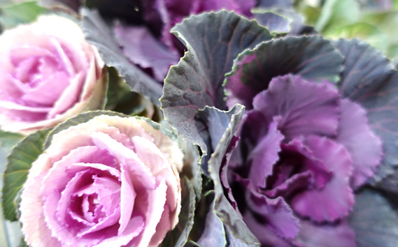 季節の花苗 葉牡丹（ハボタン） 24個セット 色と種類はミックス おまかせ 送料無料