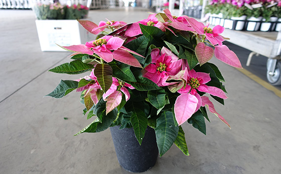 プリンセチア 5号鉢（鉢花・生花）